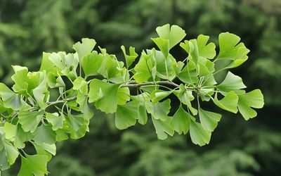 银杏树，Gingko树或Maidenhair树（银杏叶），北莱茵 - 威斯特法伦州，德国