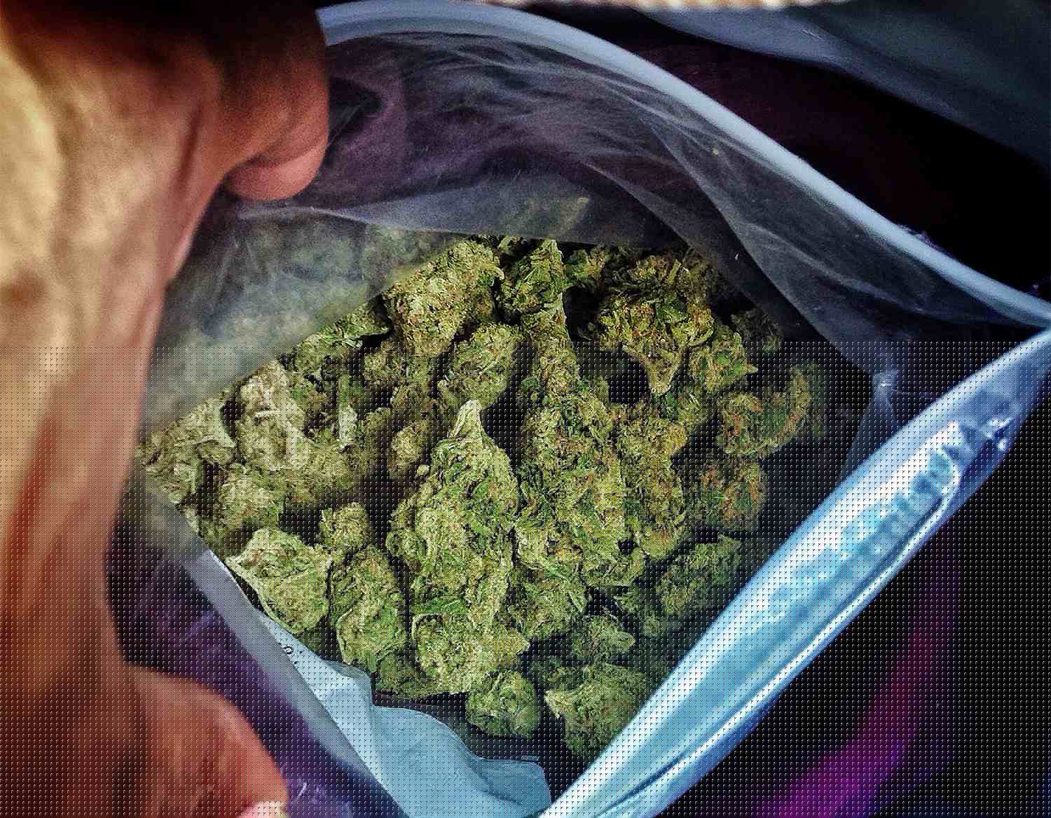 塑料袋中的大麻