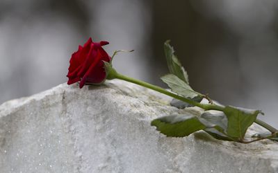 红色的长茎玫瑰躺在墓碑上