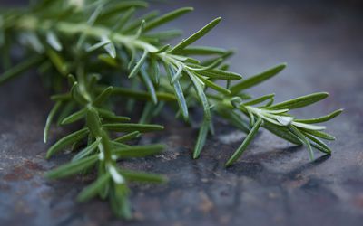 迷迭香为了你的记忆？