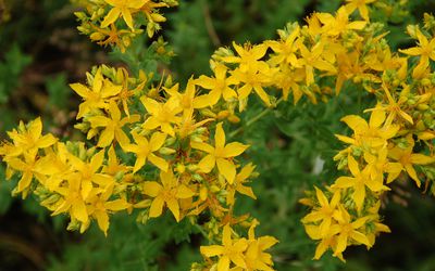 贯叶连翘在草地上