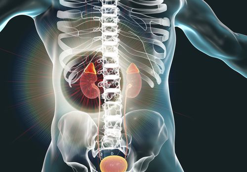 Human kidneys and adrenal glands, illustration