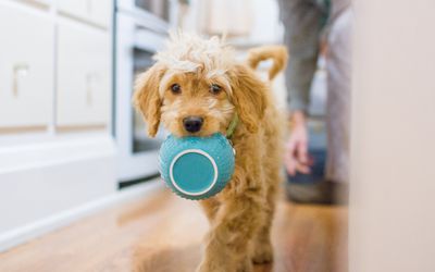 Pavlov's dog experiments led to the discovery of classical conditioning