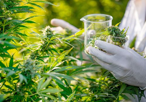 研究人员为科学实验中的一些大麻芽