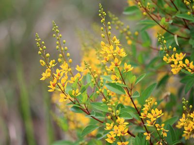 Thryallis灌木黄色的花朵