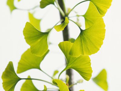 Ginko Branch.