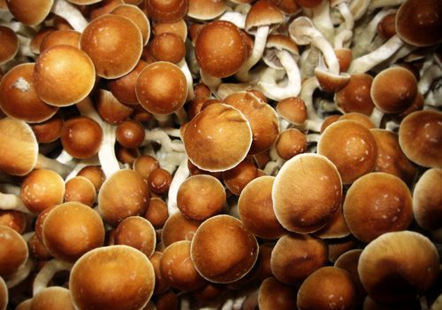 psilocybe cubensis'魔术蘑菇'