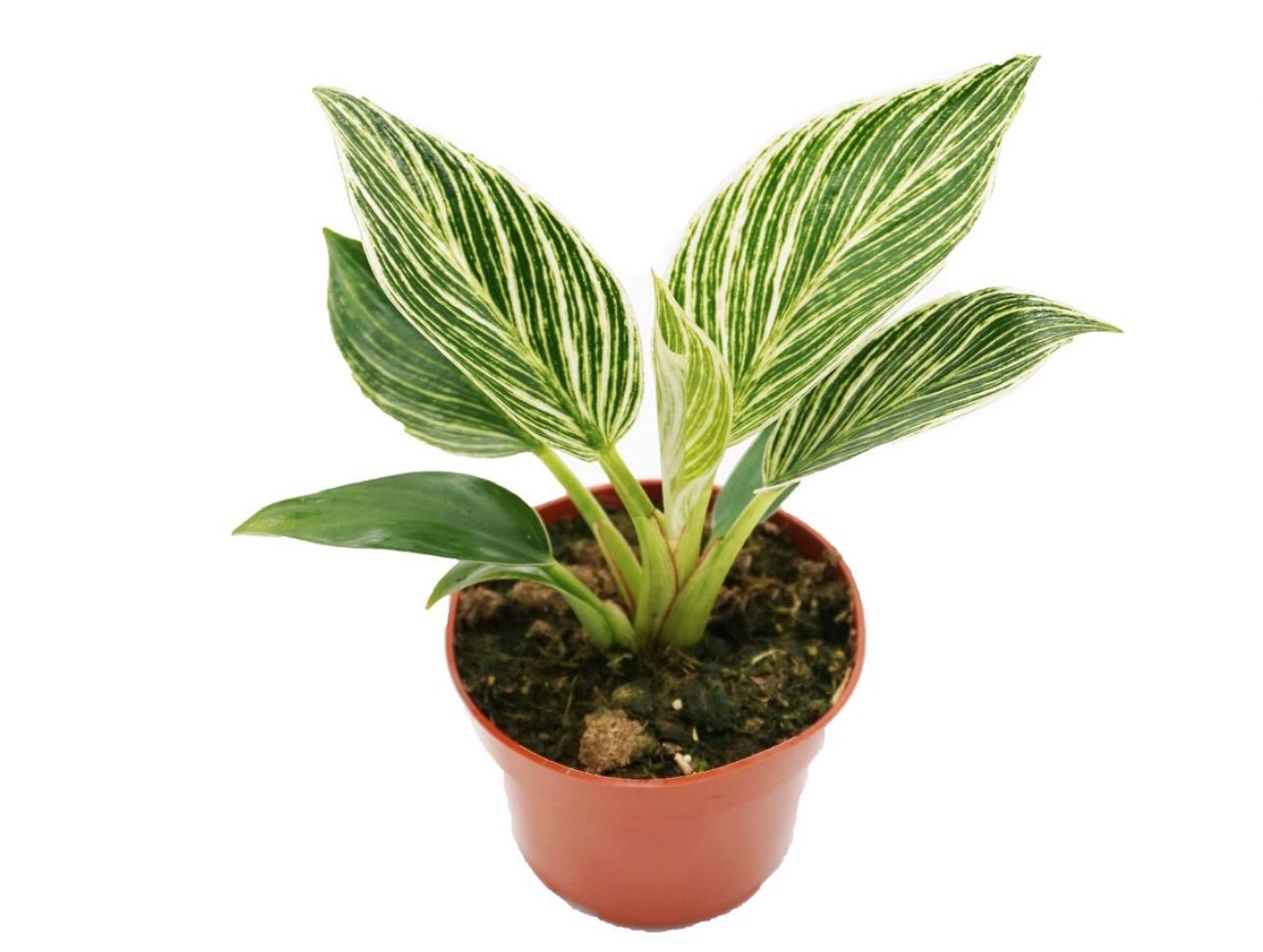 Philo tropical Philodendron Birkin