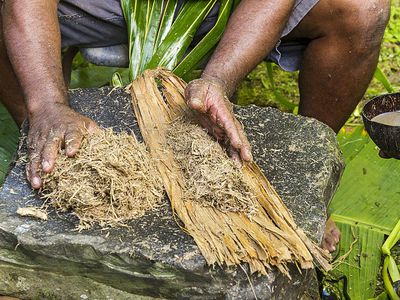 当地人形状捣碎了卡瓦根，并将其滚成竹条，以使卡瓦饮（也称为Sauau）。