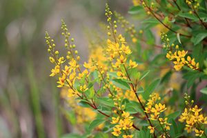 Thryallis灌木黄色的花朵