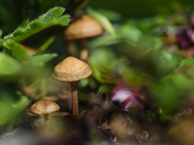 psilocybin mushrooms