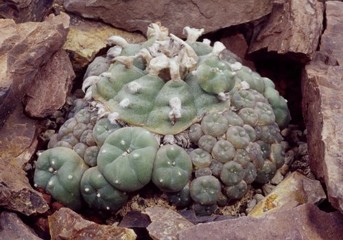 仙人掌(Lophophora williamsii)，仙人掌科。