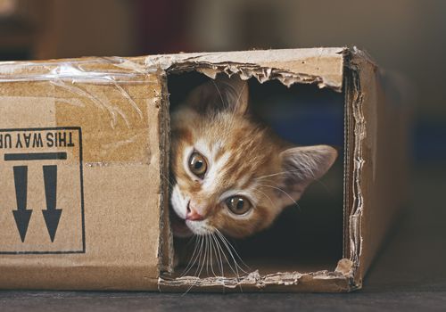 盒子里的猫