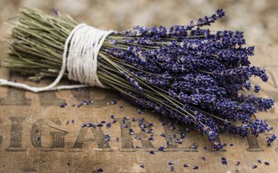 一束薰衣草