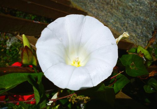 白色月光花