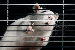 An image of a white rat