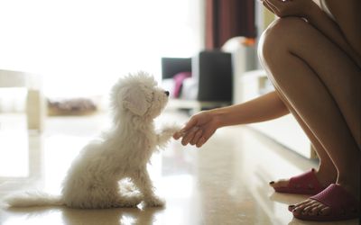 握手与一个小女孩的小白色狗