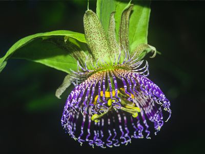 passion flower (passiflora incarnata)