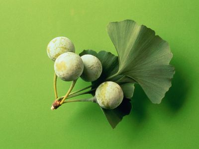 Ginko种子和叶子