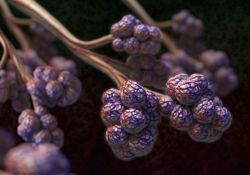 alveoli of the lings