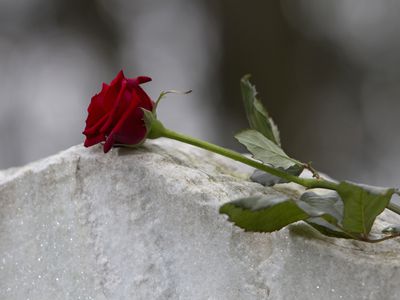 铺设在墓碑上的红色长的茎升起