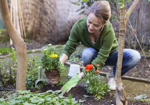 Woman planting flowers in a yard