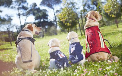 服务性动物可以用来治疗社交焦虑。