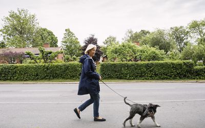 走与狗的妇女在街道上