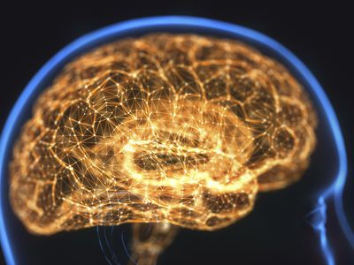 人类大脑、插图