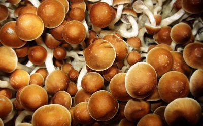 裸盖菇'魔法蘑菇'