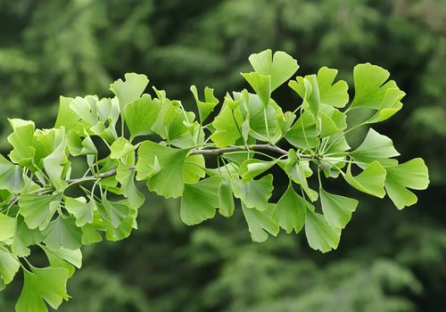 银杏树或银毛树(银杏)，北莱茵-威斯特伐利亚，德国