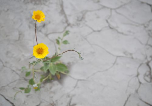 Flowers growing in pavement can signify resilience.