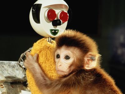 恒河猴想找代孕妈妈。