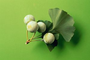 Ginko种子和叶子