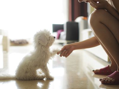 握手与一个小女孩的小白色狗