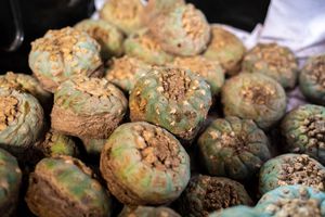 Peyote收获含有美斯卡林的仙人掌