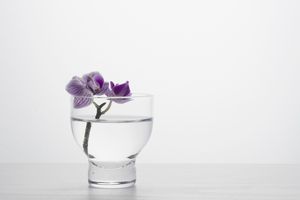 花瓶中的一朵兰花