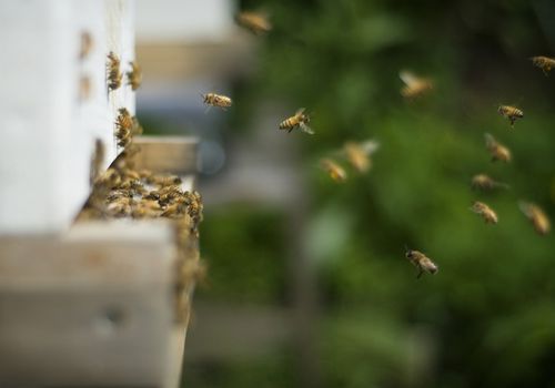 蜂蜜蜂巢