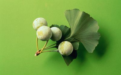 银杏种子和叶子