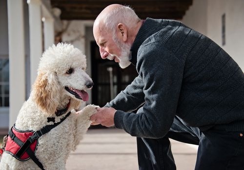 老男人和他的服务犬和一个最好的朋友