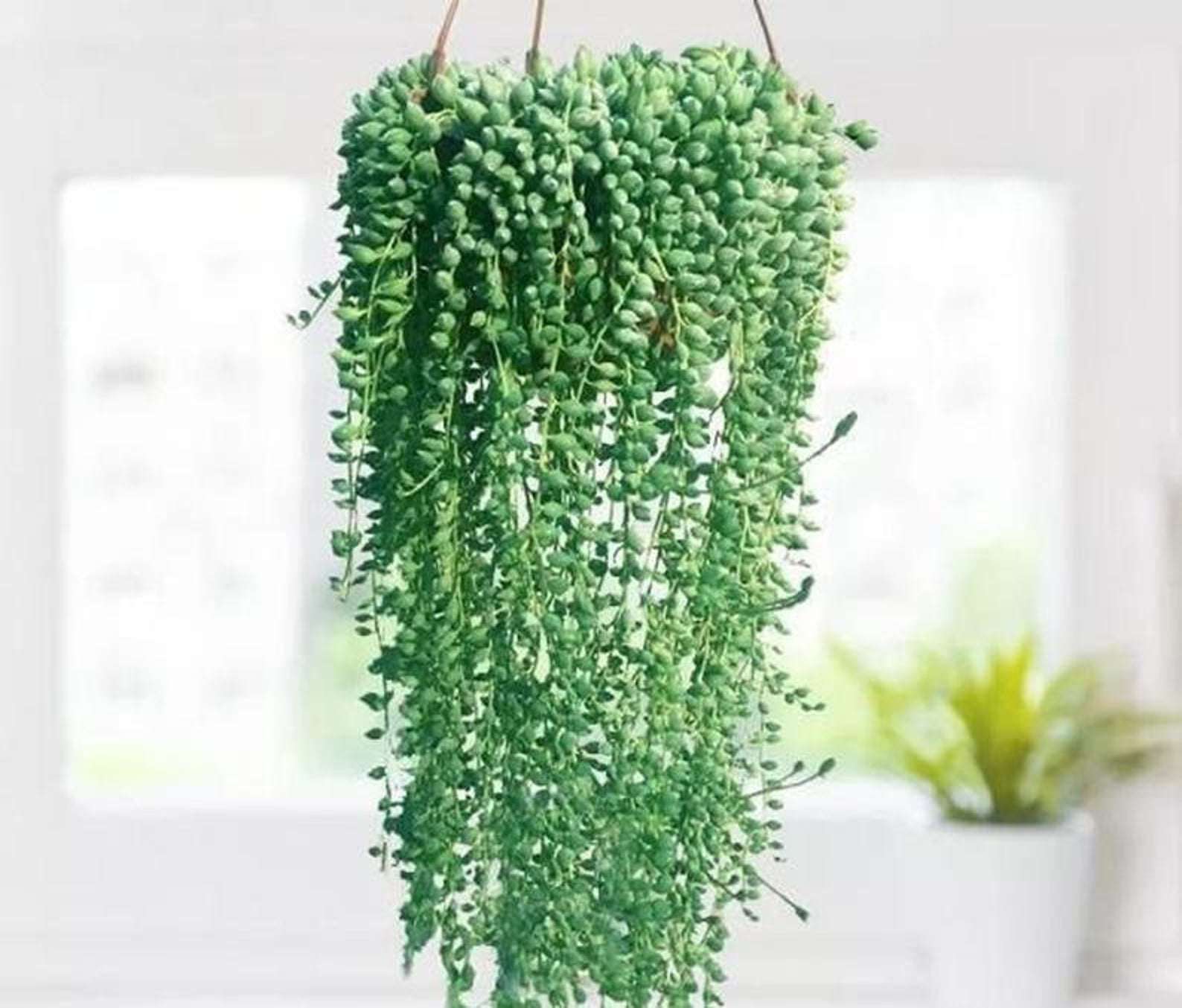 SuccsIntheSun 6”;珍珠串悬挂植物